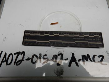 Media type: image;   Invertebrate Zoology 137766